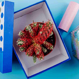percetakan bandung, percetakan di bandung, cetak buku bandung, cetak brosur bandung, percetakan online bandung, percetakan murah bandung, cetak kalender bandung. Custom Box Hampers Solusi Kemasan Elegan untuk Hadiah Berkesan